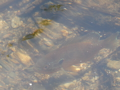 Lepomis gibbosus