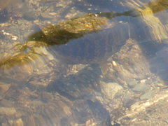 Lepomis