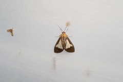 Asota albiformis