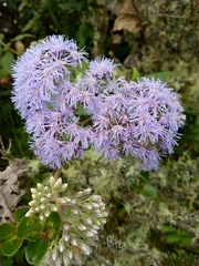 Aristeguietia lamiifolia