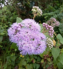 Aristeguietia lamiifolia