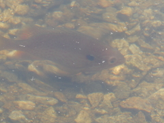 Lepomis