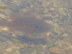 Lepomis