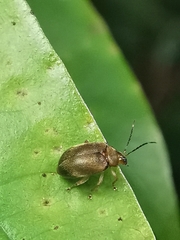 Pseudeustetha hirsuta