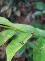 Pseudeustetha hirsuta