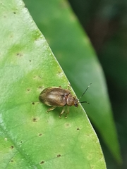 Pseudeustetha hirsuta