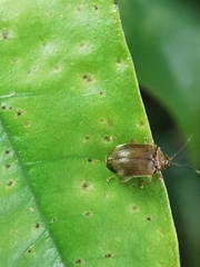 Pseudeustetha hirsuta