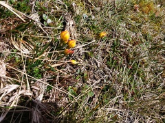 Gentianella hirculus