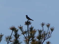Tyrannus tyrannus