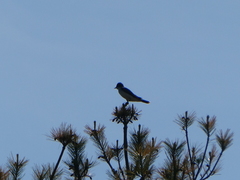 Tyrannus tyrannus
