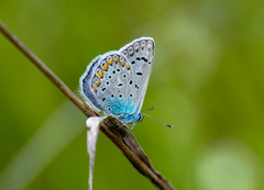 Polyommatus icarus