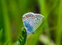 Polyommatus icarus