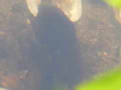 Lepomis