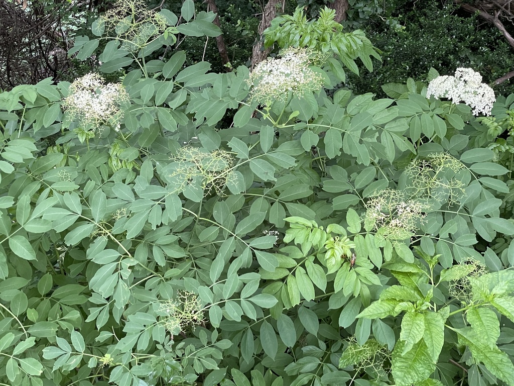 American black elderberry from Dawson Terrace Community Center And Park