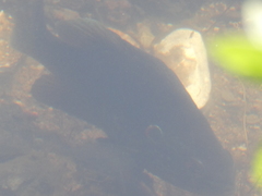 Lepomis