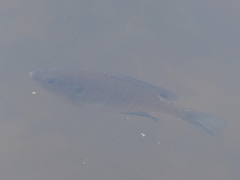 Lepomis macrochirus