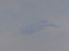 Lepomis macrochirus