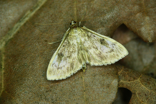 Anania perlucidalis (Hübner, 1809)