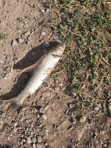 Longspine scraper (Capoeta trutta) — Cyprinidae — 2