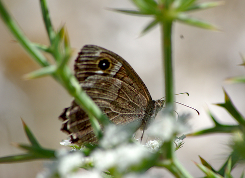 Ovsikov sivac (Hipparchia statilinus)