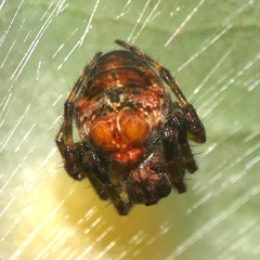 Araneus colubrinus