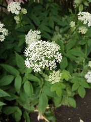 Aegopodium podagraria