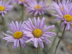 Erigeron argentatus
