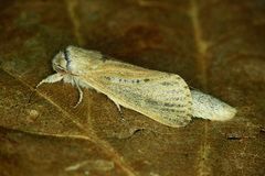 Phragmataecia castaneae