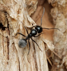 Calomyrmex albopilosus