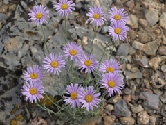 Erigeron argentatus