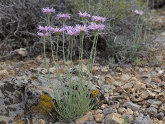 Erigeron argentatus