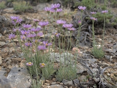 Erigeron argentatus