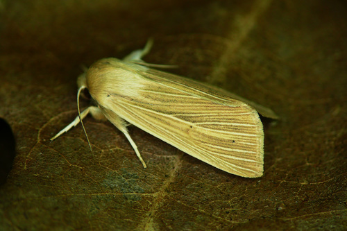 Common Wainscot
