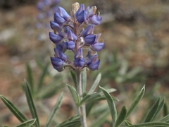 Lupinus argenteus palmeri