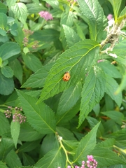 Harmonia axyridis