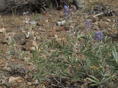 Lupinus argenteus palmeri