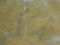 Micropterus salmoides