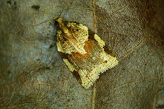 Clepsis spectrana