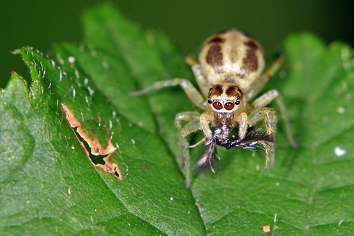 Phintella castriesiana