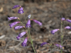 Penstemon scapoides