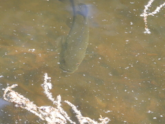 Micropterus salmoides