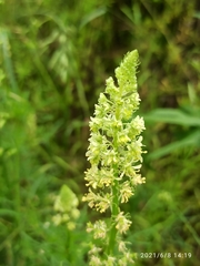 Reseda lutea