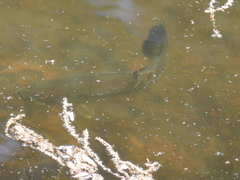 Micropterus salmoides