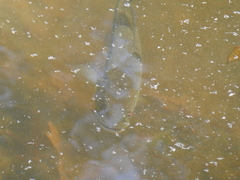 Micropterus salmoides