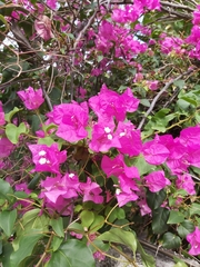 Bougainvillea