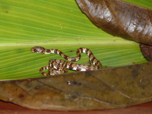 Sibon annulatus