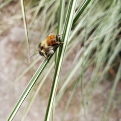 Bombus melanopygus