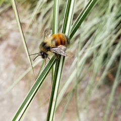 Bombus melanopygus