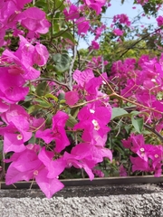Bougainvillea
