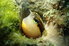 Ecsenius lineatus